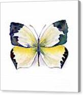 55 Mexican Yellow Butterfly Canvas Print