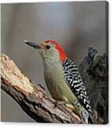 Red-bellied Woodpecker #55 Canvas Print