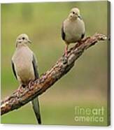 Mourning Dove #58 Canvas Print