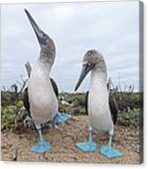 Blue-footed Booby Courtship Dance Canvas Print