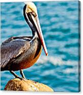 Brown Pelican #6 Canvas Print