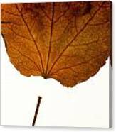 Leaf #6 Canvas Print