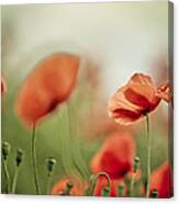 Poppy Meadow #6 Canvas Print