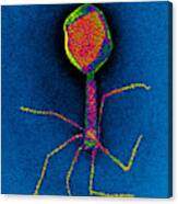 T-bacteriophages And E-coli #6 Canvas Print