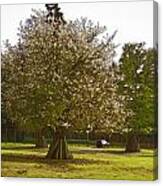 Tree With Large White Flowers #6 Canvas Print