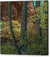 West Fork Fall Color #5 Canvas Print