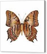 62 Galaxia Butterfly Canvas Print
