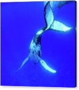 Humpback Whale #7 Canvas Print