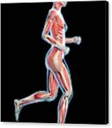 Muscular System Of Runner #7 Canvas Print