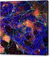 Stem Cell-derived Nerve Cells #7 Canvas Print