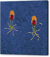 T-bacteriophages And E-coli #7 Canvas Print