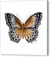 77 Cethosia Butterfly Canvas Print