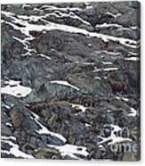 Alpine Ibex #8 Canvas Print
