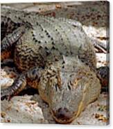 American Alligator Alligator #8 Canvas Print
