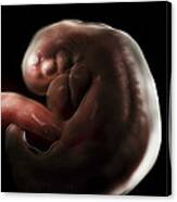 Embryo Development Week 6 #8 Canvas Print