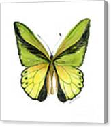 8 Goliath Birdwing Butterfly Canvas Print