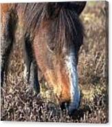 New Forest Pony #8 Canvas Print