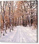 Winter White Forest #8 Canvas Print