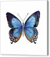 80 Imperial Blue Butterfly Canvas Print