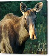 801p Cow Moose Canvas Print