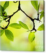 Spring Green #9 Canvas Print