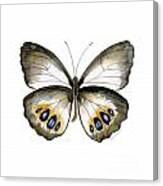 95 Palmfly Butterfly Canvas Print