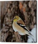 American Goldfinch #96 Canvas Print