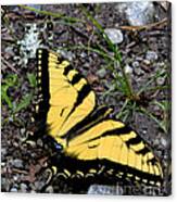 A Beautiful Swallowtail Butterfly Canvas Print