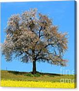 A Blooming Lone Tree In Spring With Canolas In Front 2 Canvas Print