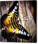 A Butterfly In The Forest Canvas Print
