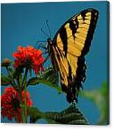 A Butterfly Canvas Print