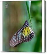 A Butterfly Resting On A Leaf In Kuala Canvas Print