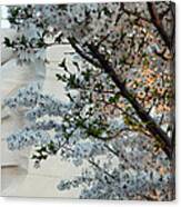 A Cherry Blossomed Martin Luther King Canvas Print