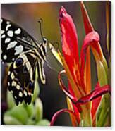 A Citrus Swallowtail With A Side Of Color Canvas Print