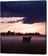 A Couple Of Cows Canvas Print