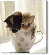 A Cup Of Cuteness Canvas Print