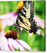 A Deamy Recollection Of A Swallowtail Canvas Print