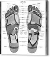 A Diagram Of Parts Of The Foot Canvas Print