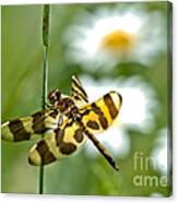 A Dragonfly's Life Canvas Print