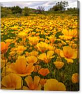A Field Of Mexican Poppies Canvas Print