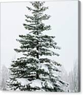 A Fir Tree Covered In Snow Outside Canvas Print