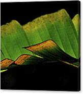 A Floating Heliconia Leaf Canvas Print