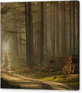 A Forest Walk Canvas Print
