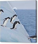 A Group Of Adelie Penguins Leap Canvas Print