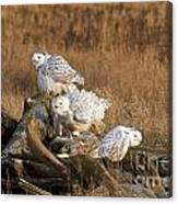 A Group Of Snowy Owls Canvas Print