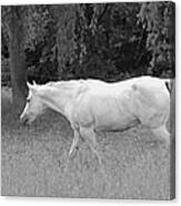 A Horse Named Sprite - Black And White Canvas Print