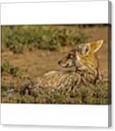 A Jackal Resting On The Ground Waiting Canvas Print