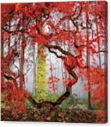 A Japanese Maple Tree Canvas Print