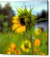 A Little Sunshine In A Cold, And Drabby Canvas Print