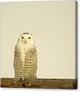 A Lone Artic Owl Canvas Print